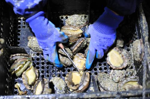 鲍鱼养殖致富经,人工养殖大鲍鱼