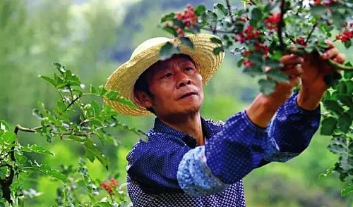 “麻蛋蛋”映红了好日子！在当地人眼里，这可是“宝贝疙瘩”