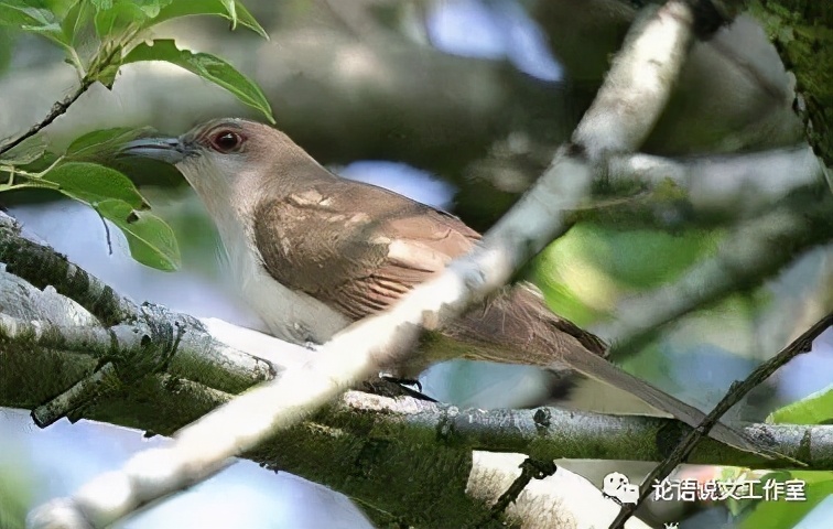 论语说文之五“杜鹃鸟的故事——望帝春心托杜鹃(三)”