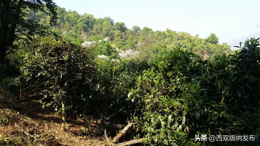 勐海旅游攻略自由行路线图,中国旅游日云南西双版纳