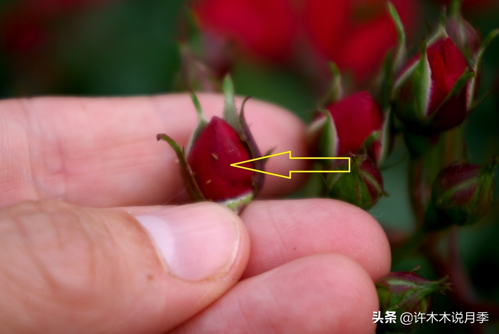 月季病害高清图,12种月季常见病害图解