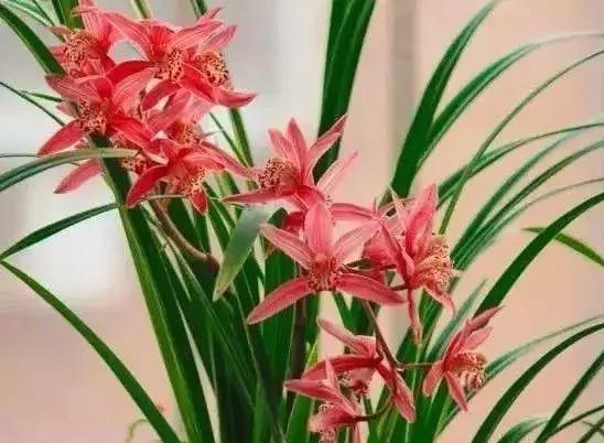 五种最具欣赏价值的兰花,欣赏史上最全的兰花