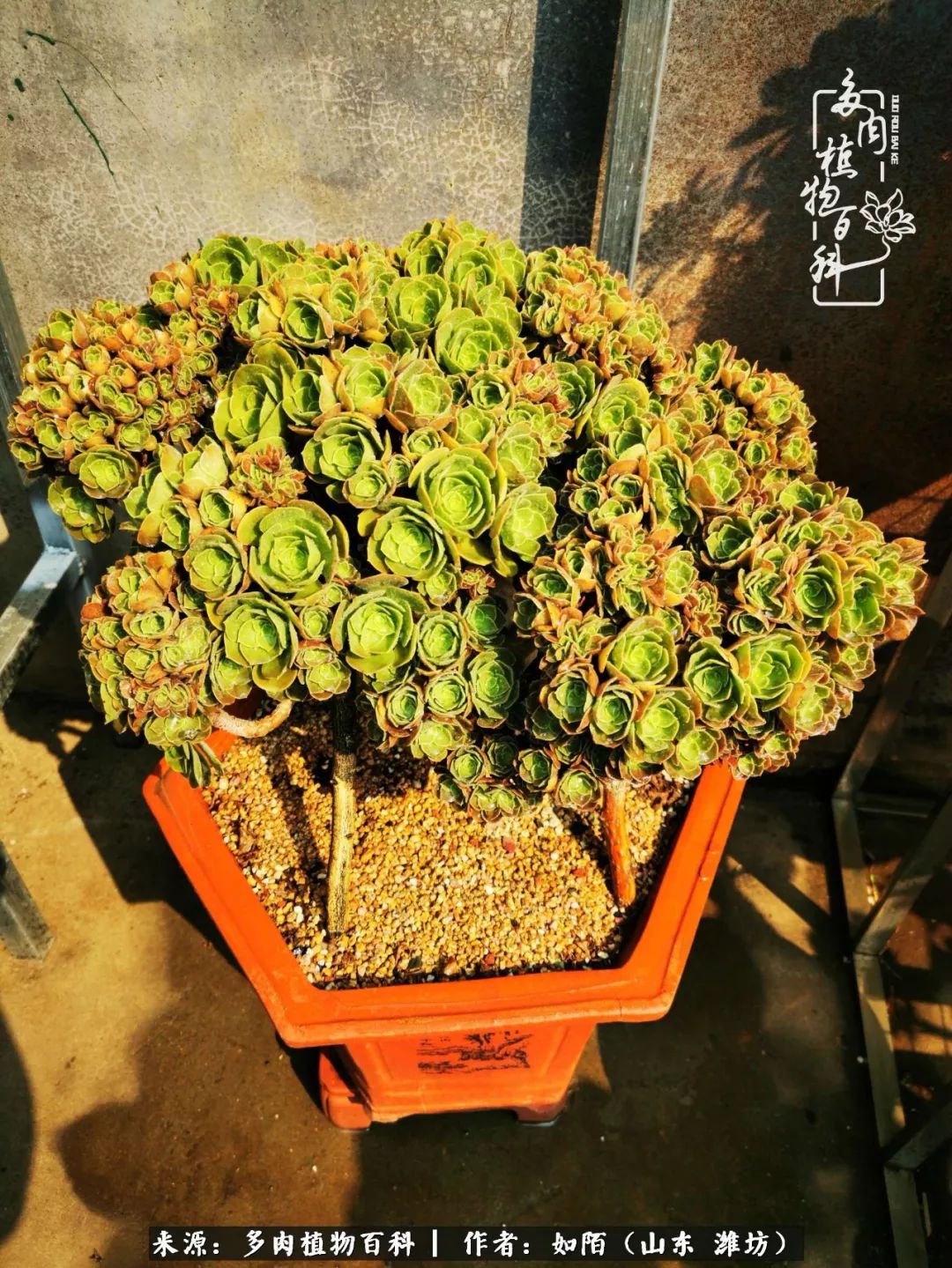 凤凰涅槃，浴火重生！多肉法师圣斗士们的秋天！（附养护经验）