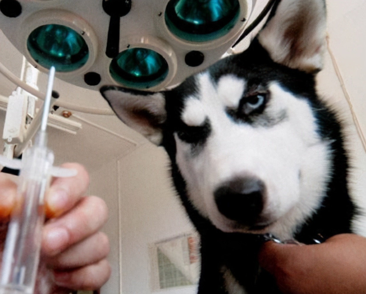 怎么养哈士奇才能让它乖一点,怎么养哈士奇不会咬人