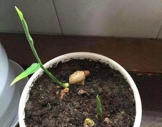 生姜放在瓶子里能长芽出来吗,生姜扔水里长成富贵盆景