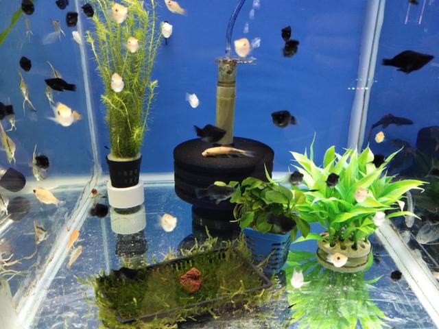 鱼缸过滤棉哪一种过滤好,鱼缸过滤一般用几层过滤棉