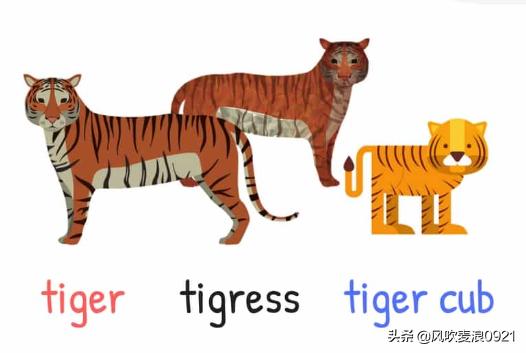 儿童跟读学英语动物单词,看图记单词学口语