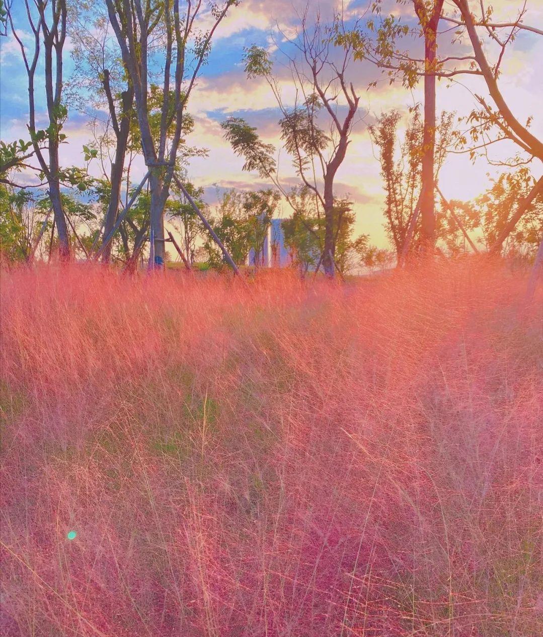 粉黛乱子草红了！成都周边这6个地方，不收门票这周就能去