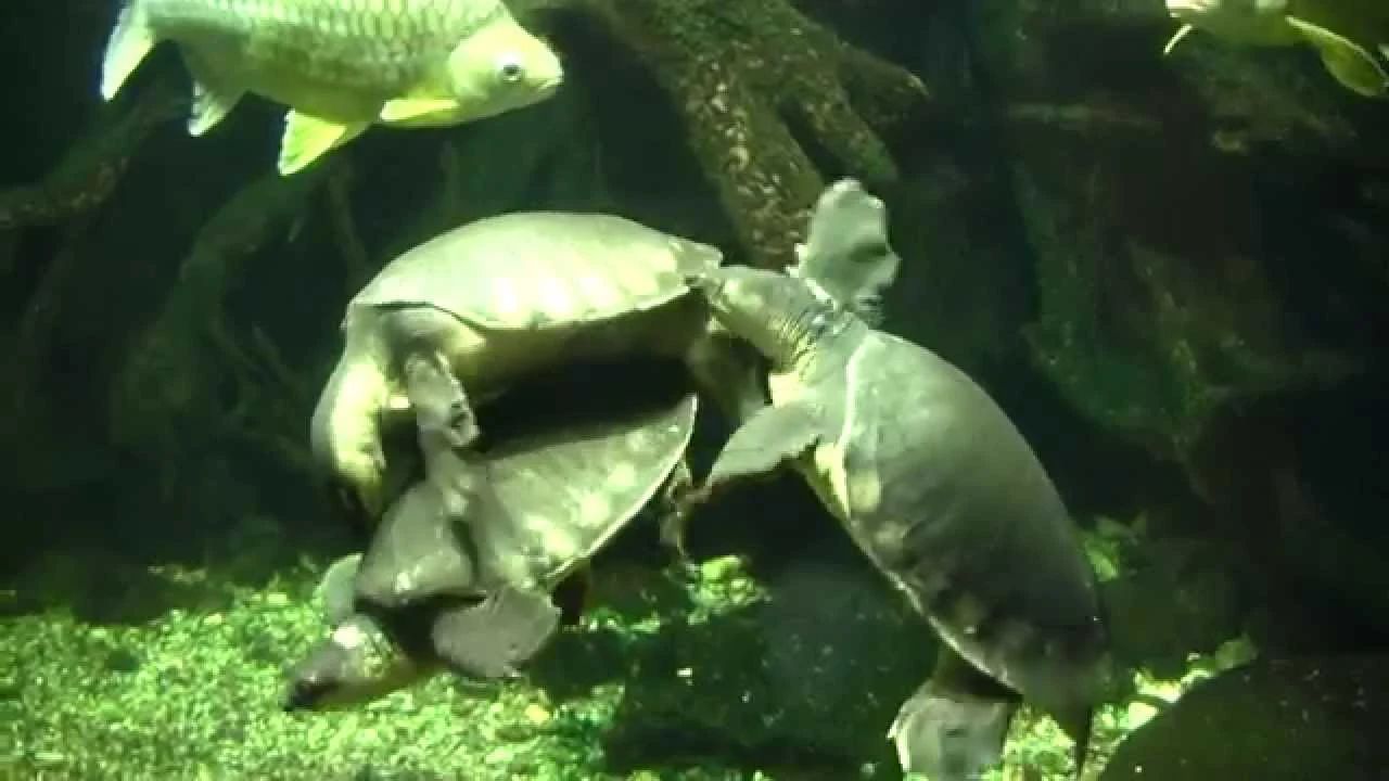 淡水河一霸!什么才算猪鼻龟的完美生活?