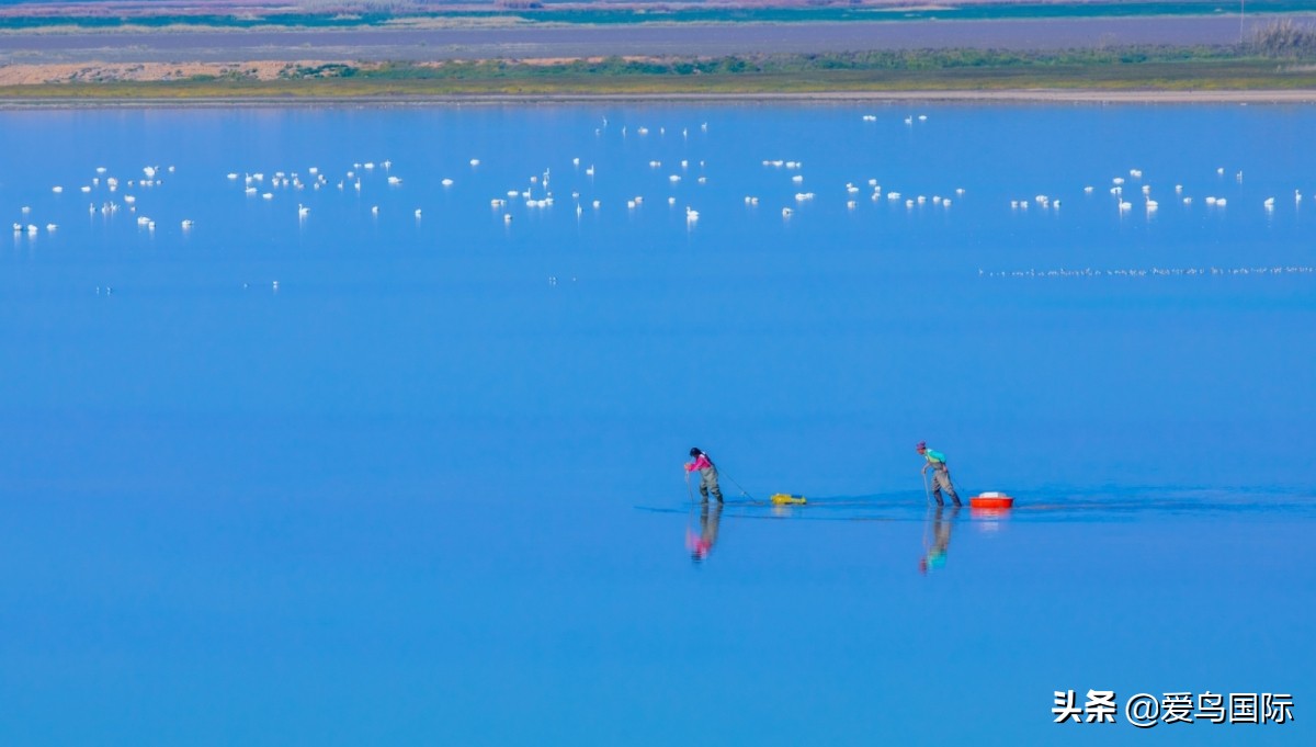 2020观鸟大年,观鸟大年完整版