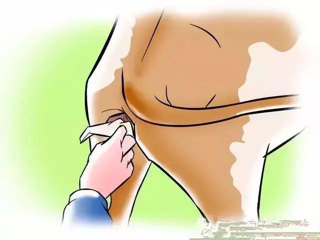 给母牛人工授精的步骤,给牛人工授精注意哪些