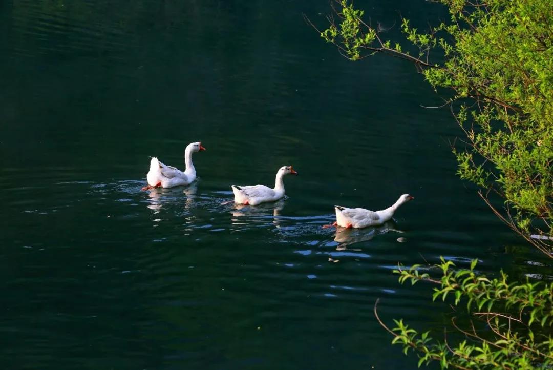 大美中国甘肃康县,央视大美中国甘肃康县
