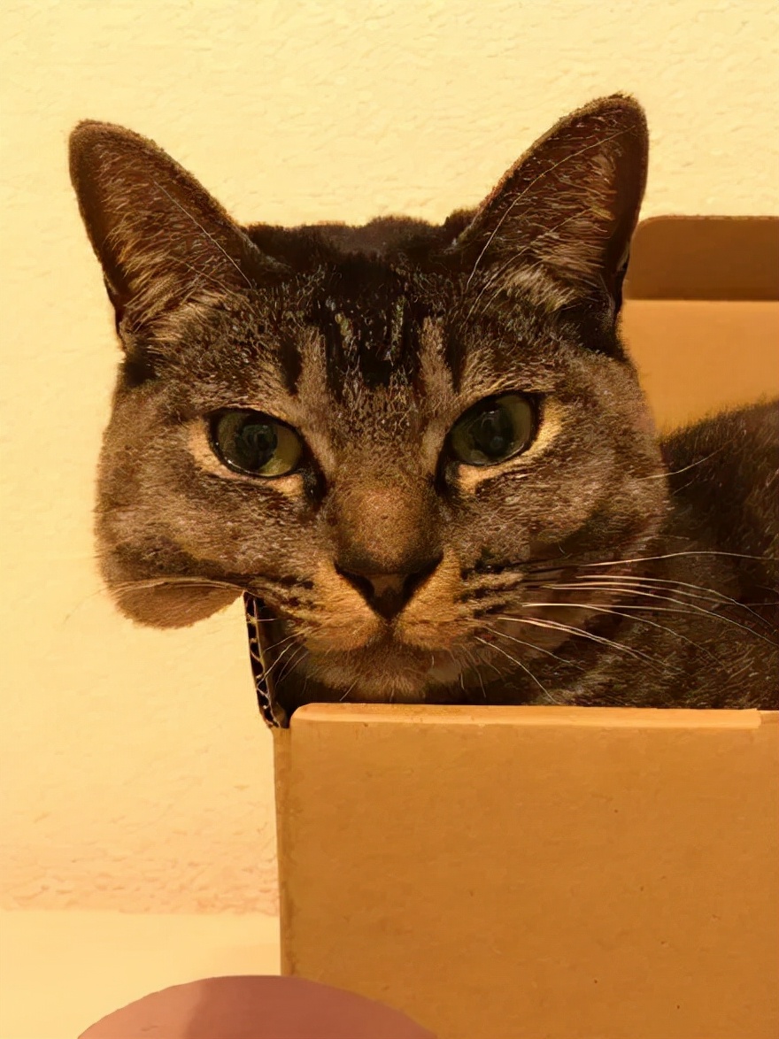 众所周知的猫咪,猫咪是液体也是固体