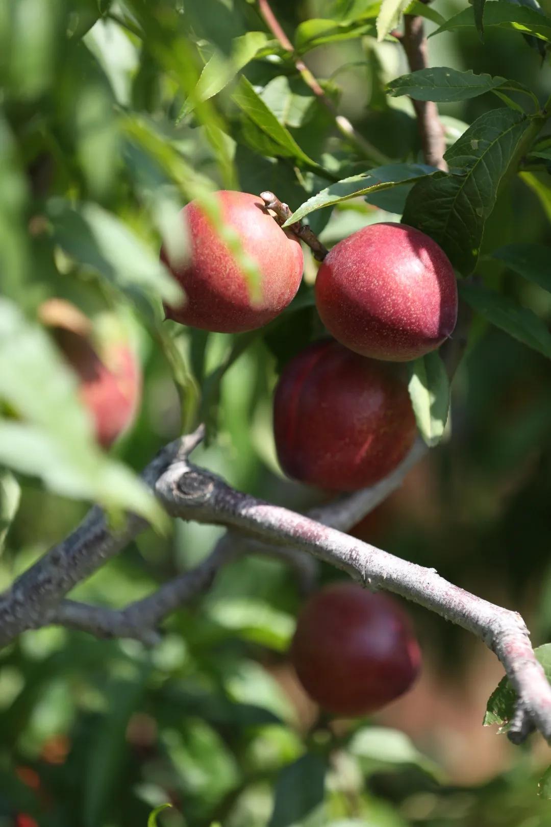 红红油桃挂枝头,这个五月“桃”你欢心
