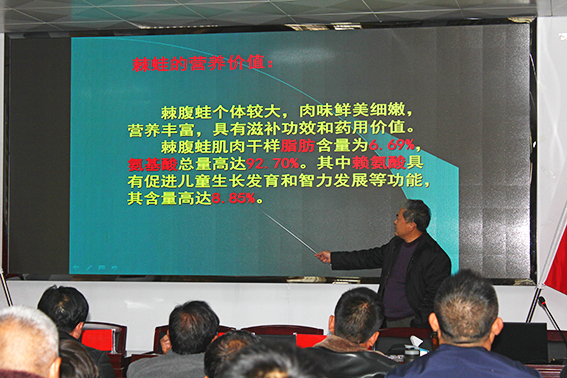 石门岩蛙价格表,石门岩蛙最新信息