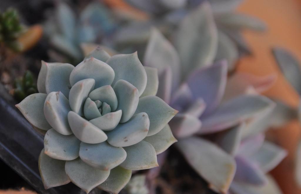 白牡丹最漂亮的多肉,皮实莲花多肉