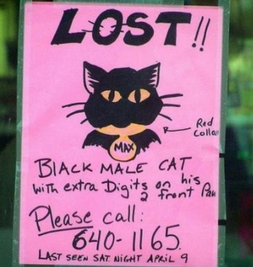 猫咪丢了最快找猫咪的方法,找回猫咪后应该怎么办