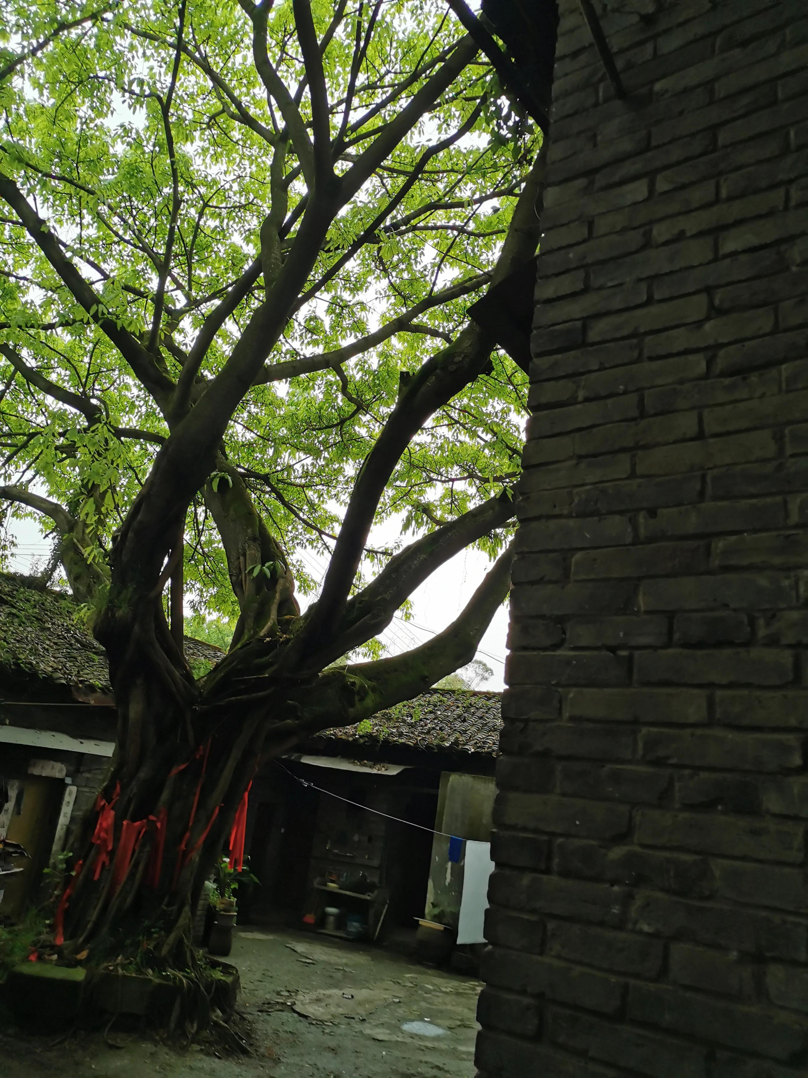 走马古镇全部图片,走马印象