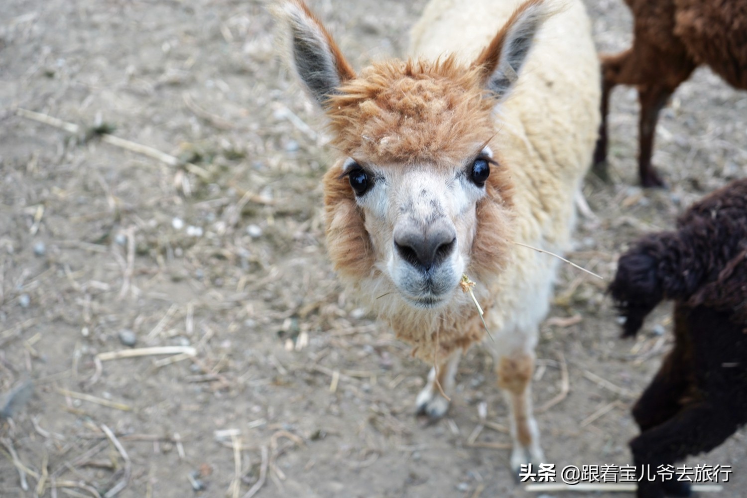 南京燕雀湖水杉林,南京秋天水杉林