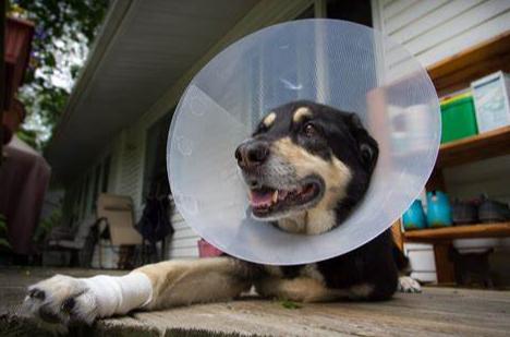 狗狗的小伤口应该怎么处理,紧急呼救狗狗救命