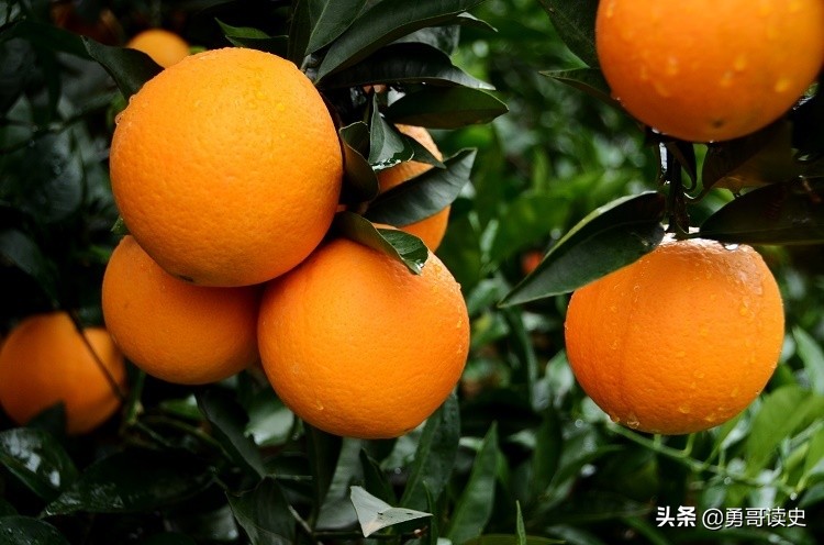 三峡奉节脐橙,奉节白帝城江边上的脐橙