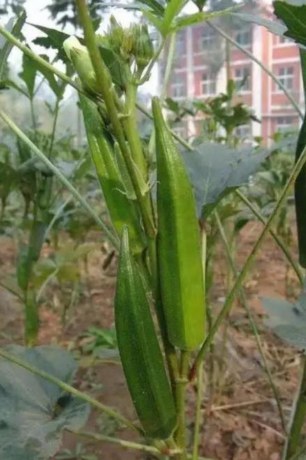 秋葵好吃法,秋葵最营养的做法