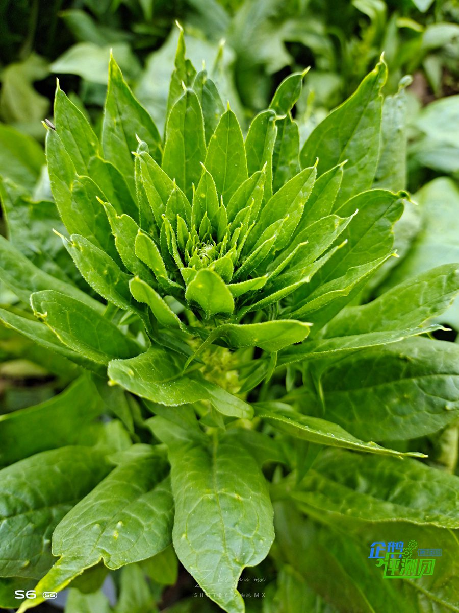 vivos6的五重超质感美颜,vivos6支持5g吗