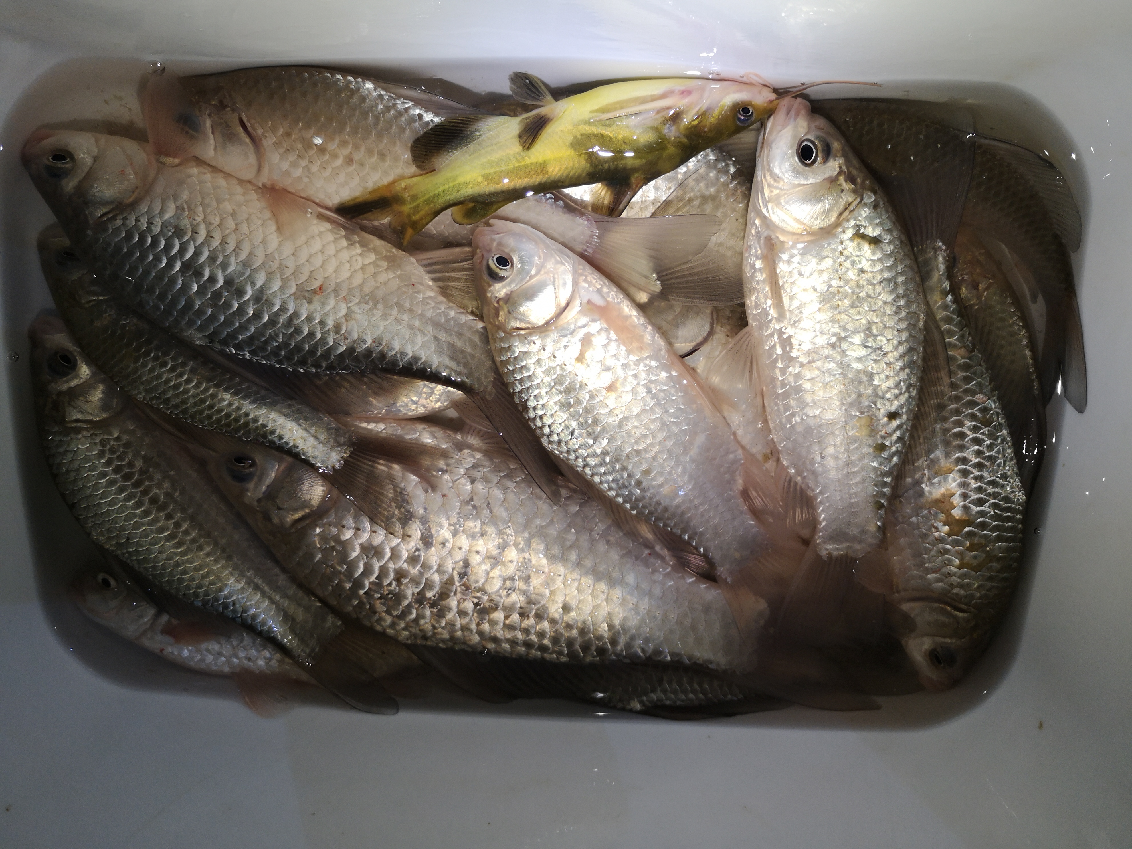 钓鱼高手个个都是钓鱼高手,钓鱼高手怎么升级最快