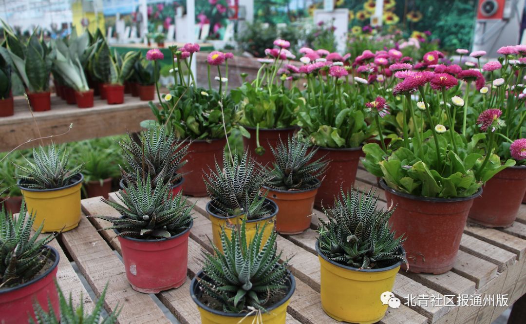 打卡北京紫谷伊甸园虞美人花海,通州看花的景点推荐免费