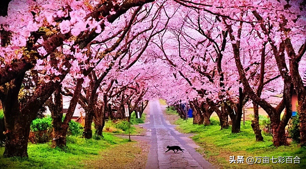 中国的国花有哪5种,除了我国的国花其他国花你了解吗