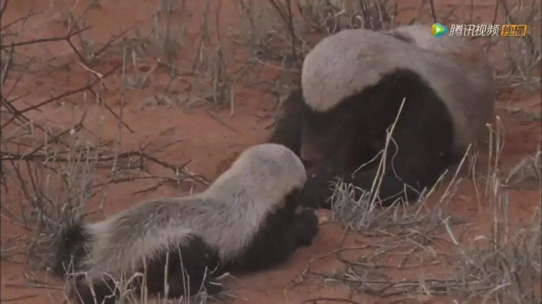 跟狮子抢肉，怼非洲鬣狗，看硬核“平头姐”成长史！