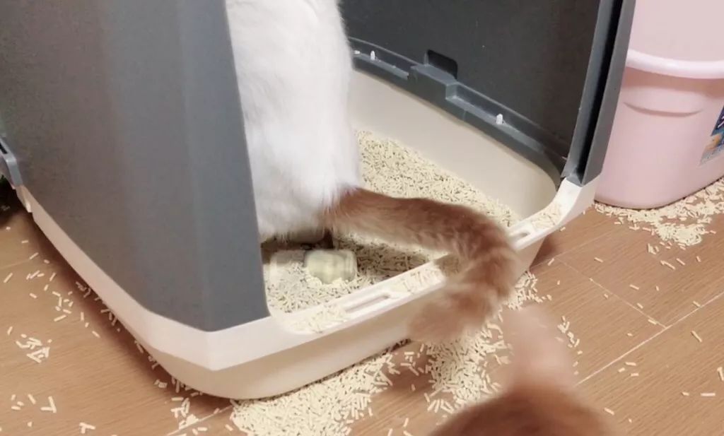 猫咪便秘怎么办教你一招解决,猫咪便秘大便干燥怎么解决