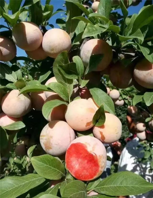 赏鹊林叠翠游魅力李鹊——“好品李鹊”杯短视频大赛开始啦