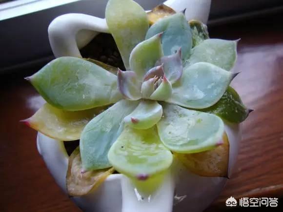 多肉水浇多了有什么表现,多肉水浇多了是什么样