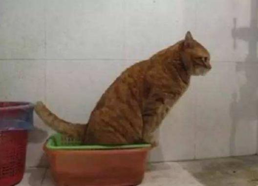 猫咪在被子上尿尿怎么纠正,猫咪报复性在地上拉屎咋办