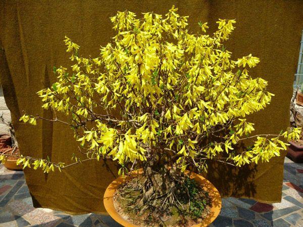 大型连翘树桩盆景图片及价格,连翘树桩盆景图片