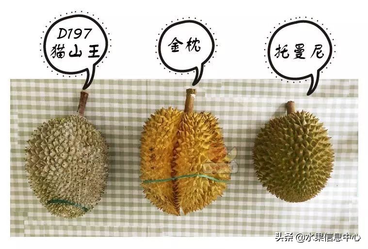 托曼尼猫山王榴莲价格,泰国托曼尼榴莲和猫山王区别