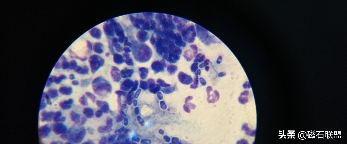 法斗洗澡的正确方法不臭,法斗洗澡臭怎么办