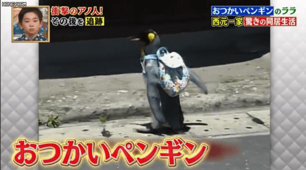 去世的小企鹅,死去的南极企鹅