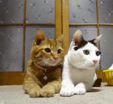 铲屎官鄙视猫被猫咬,为什么给猫咪铲屎猫咪会咬人