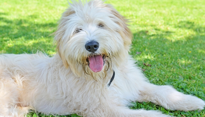 14种最稀有的犬种,14种极度稀有物种