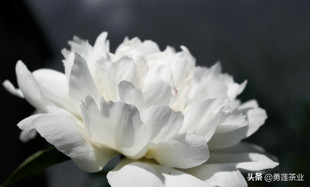 古今贤文劝学篇朗读,古今贤文增广贤文全文解读