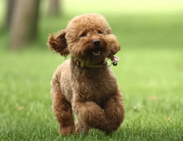 狗狗后腿外八字是怎么回事,狗狗后腿外八字