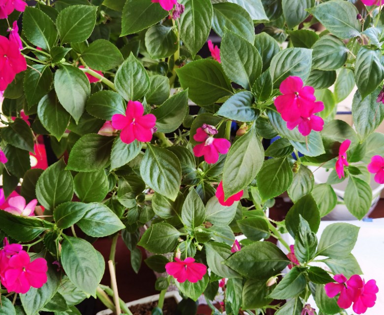 玻璃翠花怎么繁殖,玻璃翠怎么种植视频教程