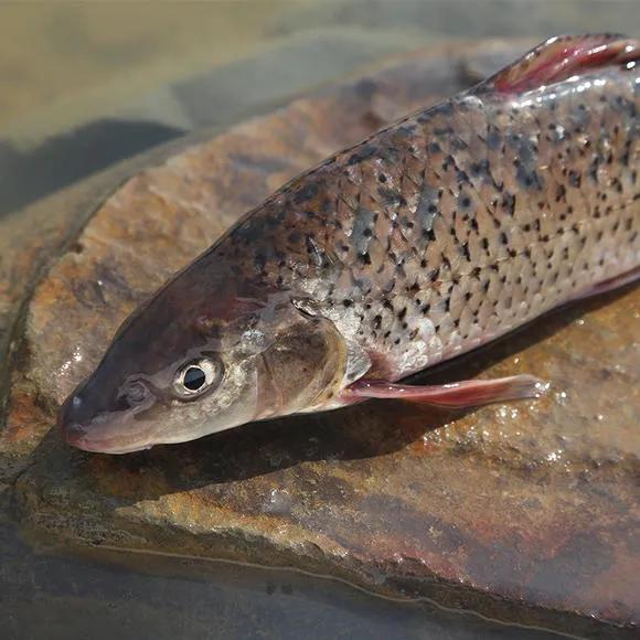 公认最好吃的10种淡水鱼,公认好吃淡水鱼有哪些种类