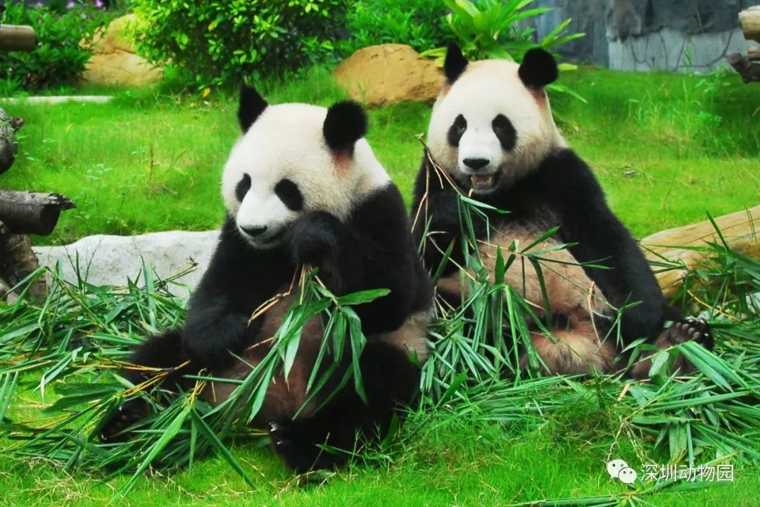 深圳生日怎么过得有创意又省钱,深圳生日去哪过更省钱