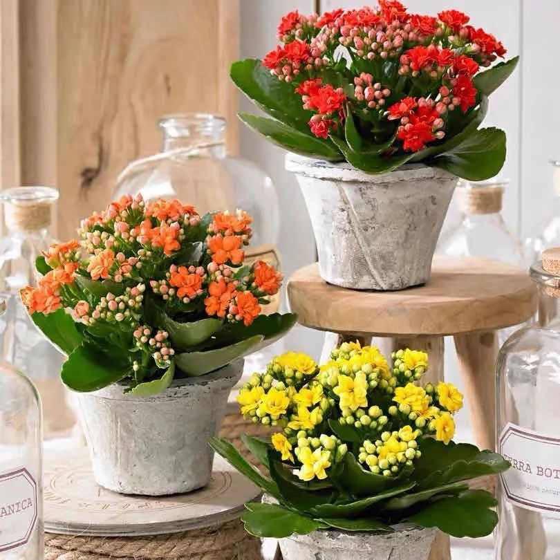 去花市买花千万别买这4种花,春天逛花市5种花千万别买