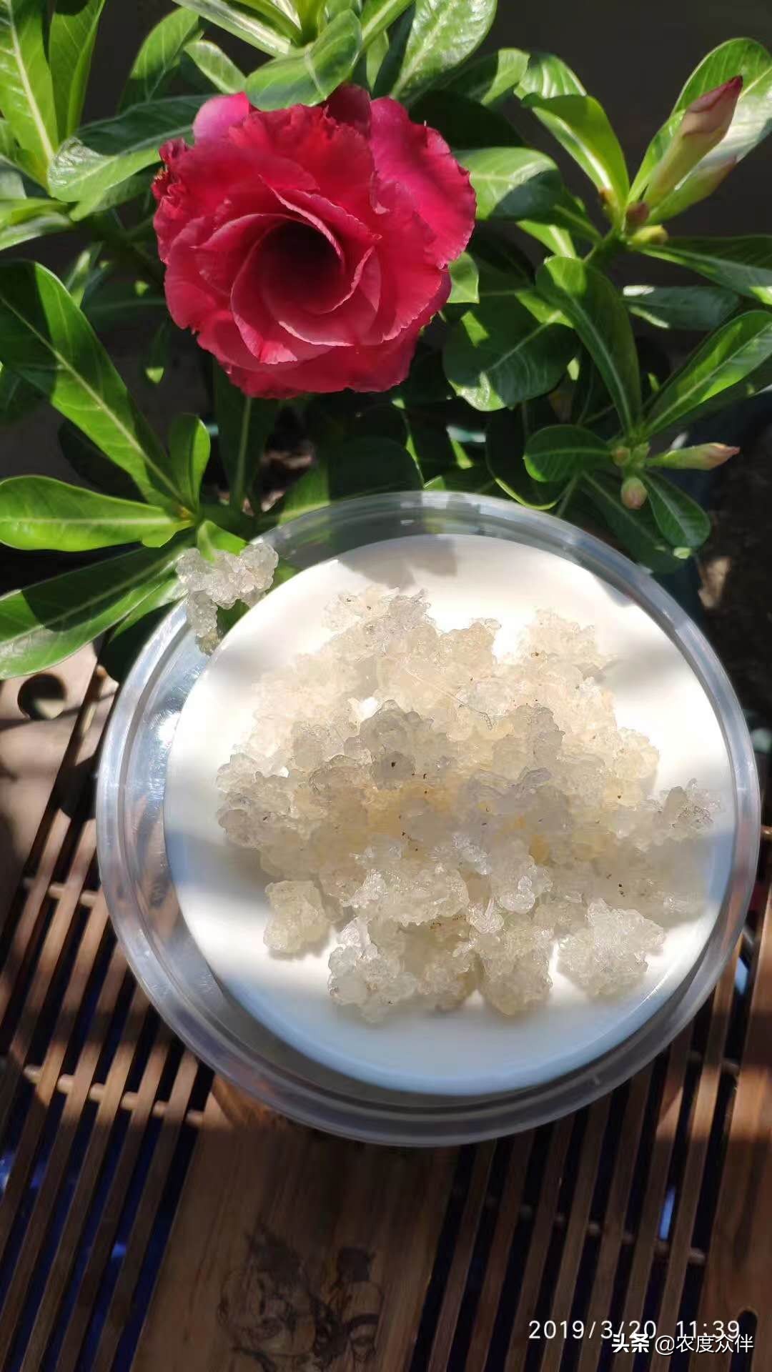 雪燕是什么做的,雪燕的最佳做法