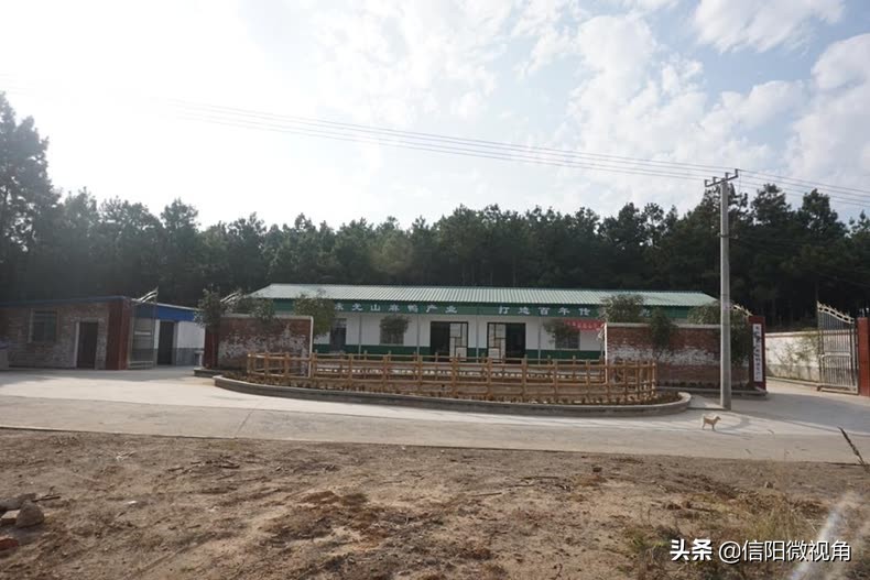 正宗信阳土特产咸鸭蛋,咸鸭蛋信阳