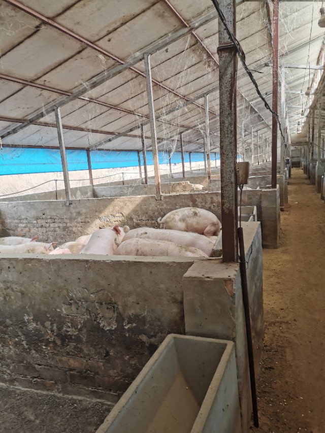 最近养猪场的非瘟情况,养猪场在此次疫情中是否有变化